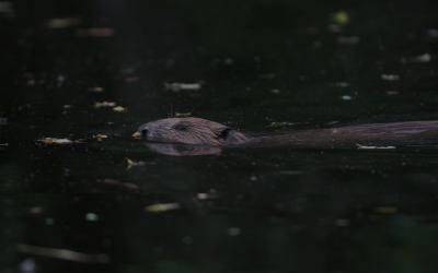 Free Environmental Film Event – Balancing the Scales / Farming the Flood with Nick Viney