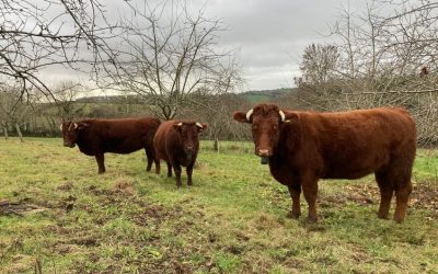 Supporting Practical Conservation Through Community Learning