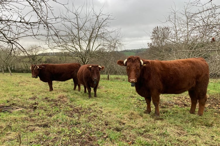 Supporting Practical Conservation Through Community Learning