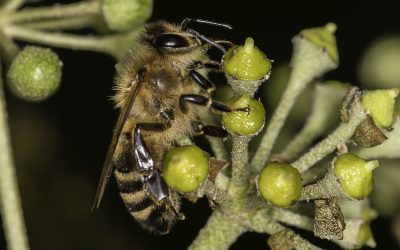 Supporting the B4 2026 Symposium at Calstock Arts