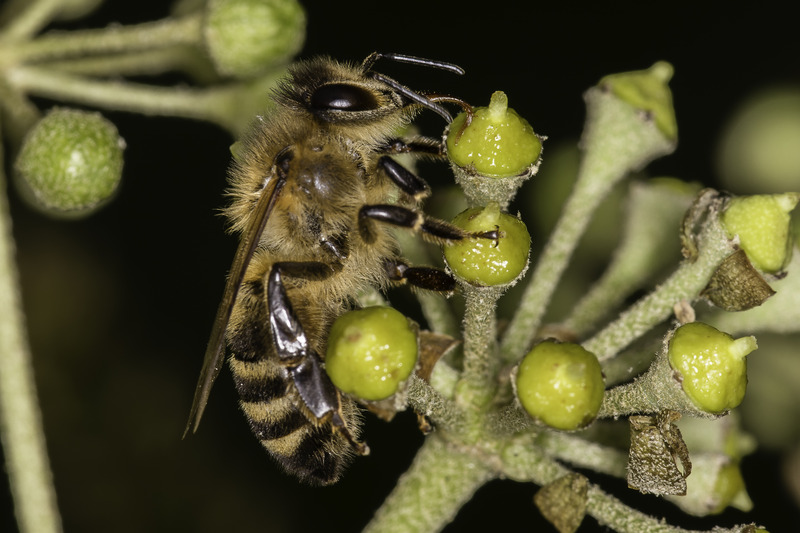 Supporting the B4 2026 Symposium at Calstock Arts